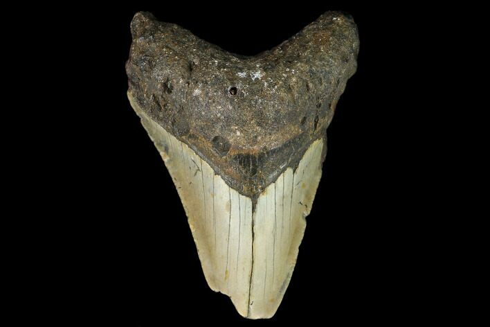 Bargain, Fossil Megalodon Tooth - North Carolina #124776